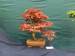 2014 Scottish Bonsai National Exhibition Show